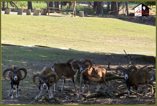 Wildpark Johannismhle