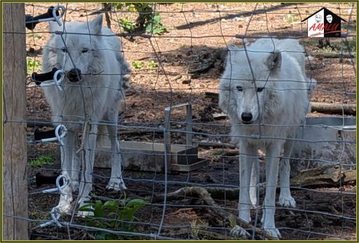 Wildpark Johannismhle